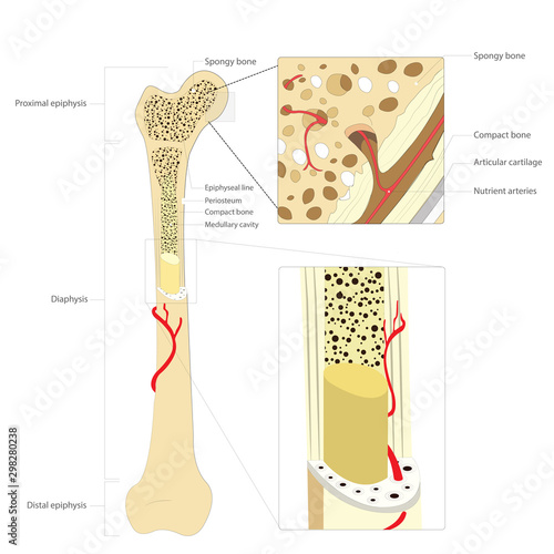 Bone structure medical educational science vector illustration.Bone anatomy photo