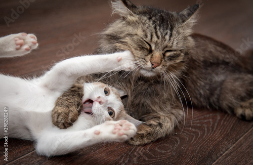 Two cats are playing and fighting photo