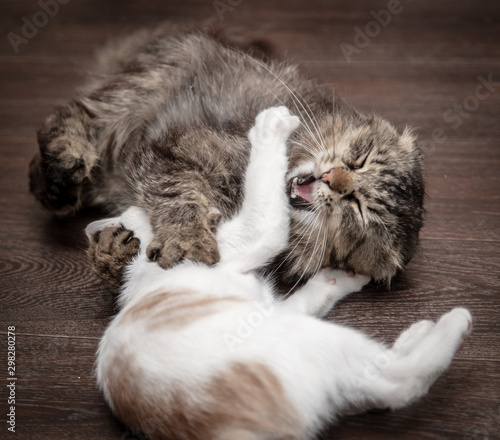 Two cats are playing and fighting