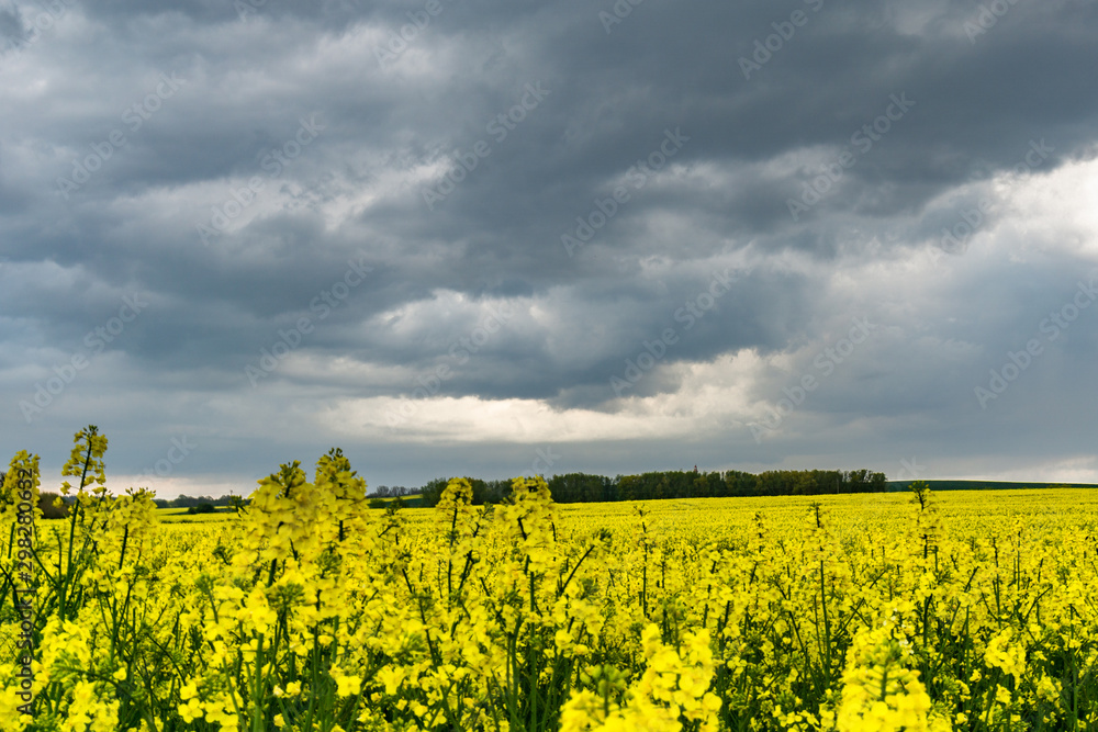 Obraz premium Unwetter über Rapsfeld