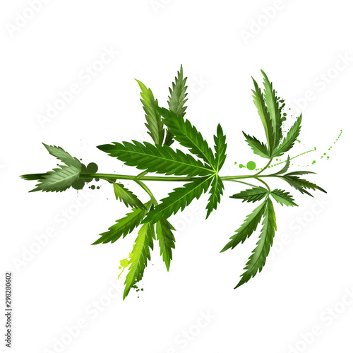 Cannabis isolated on white. Marijuana leaf. Medical marijuana. Cannabis has long been used for hemp fibre, for hemp oils, for medicinal purposes, and as a recreational drug. Digital art illustration.