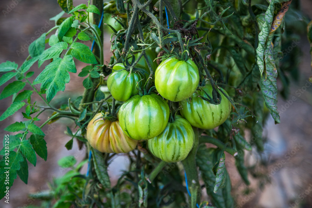 Close up on vibrant ripe green heirloom tomatoes in a greenhouse