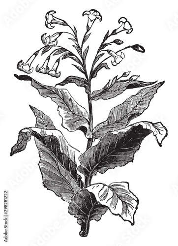 Tobacco vintage illustration.