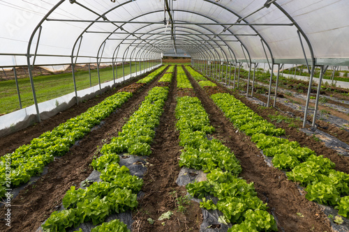 Vibrant green lettuce growing in a green house