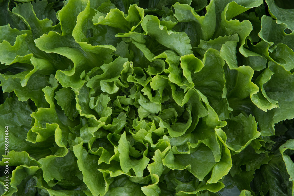 Looking down on vibrant green garden lettuce Looking down on vibrant green garden lettuce
