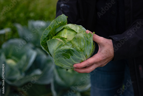 Close up on woman's hands picking fresh cabbage in a garden