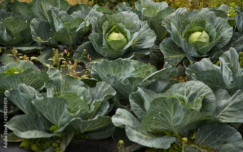 fresh cabbage growing in a garden