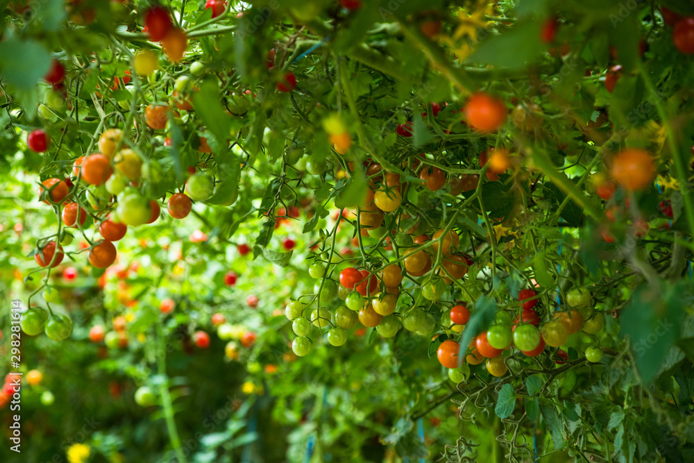Close up on vibrant ripe tomatoes hanging on a vine in a greenhouse