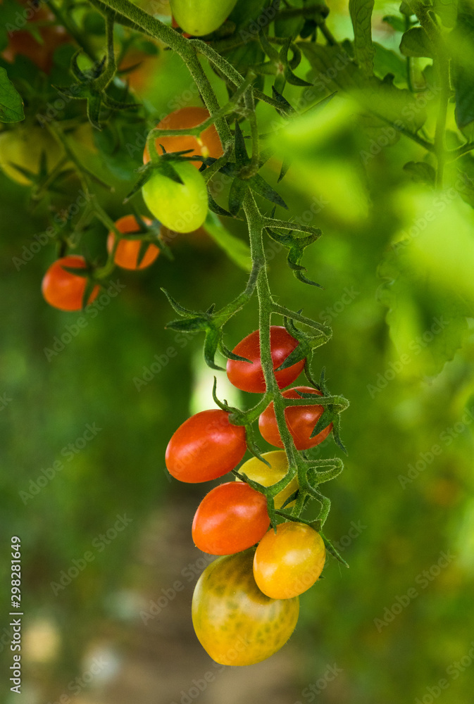 Close up on vibrant ripe tomatoes hanging on a vine in a greenhouse Close up on vibrant ripe tomatoes hanging on a vine in a greenhouse