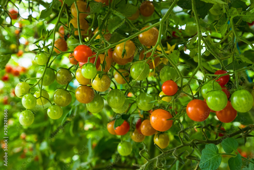 Close up on vibrant colored cherry  tomatoes growing on a vine in a greenhouse