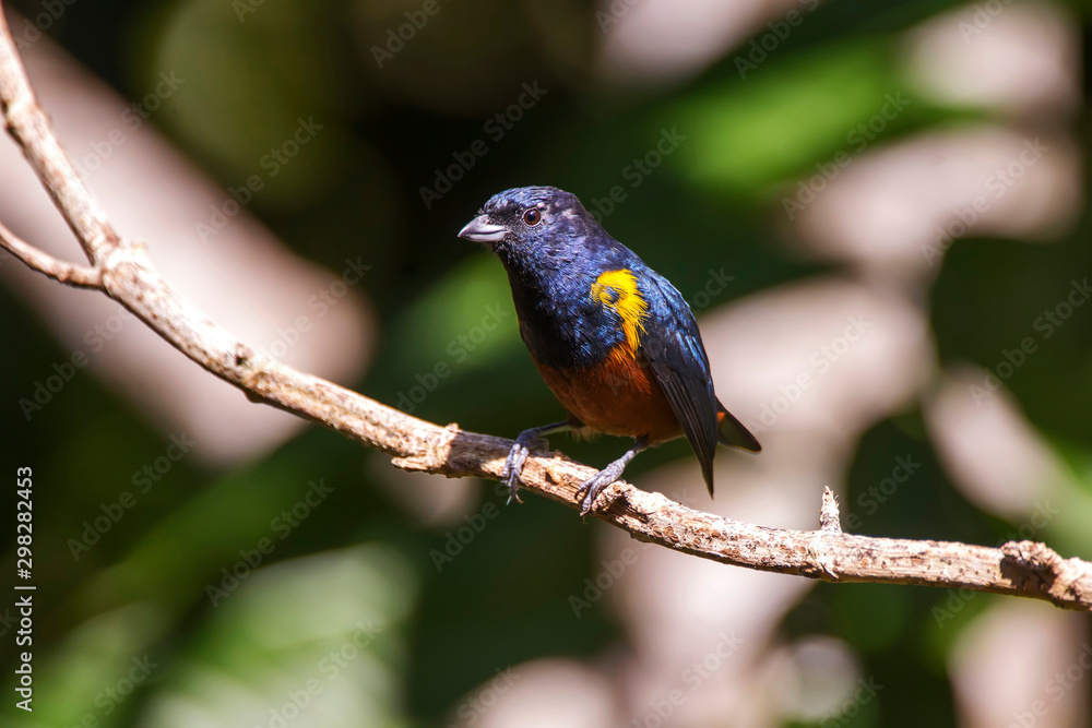 Male Chestnut bellied Euphonia photographed in Domingos Martins, Espirito Santo. Southeast of Brazil. Atlantic Forest Biome. Picture made in 2013. Male Chestnut bellied Euphonia photographed in Domingos Martins, Espirito Santo. Southeast of Brazil. Atlantic Forest Biome. Picture made in 2013.