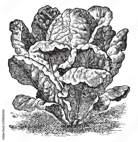 Romain lettuce vintage illustration.