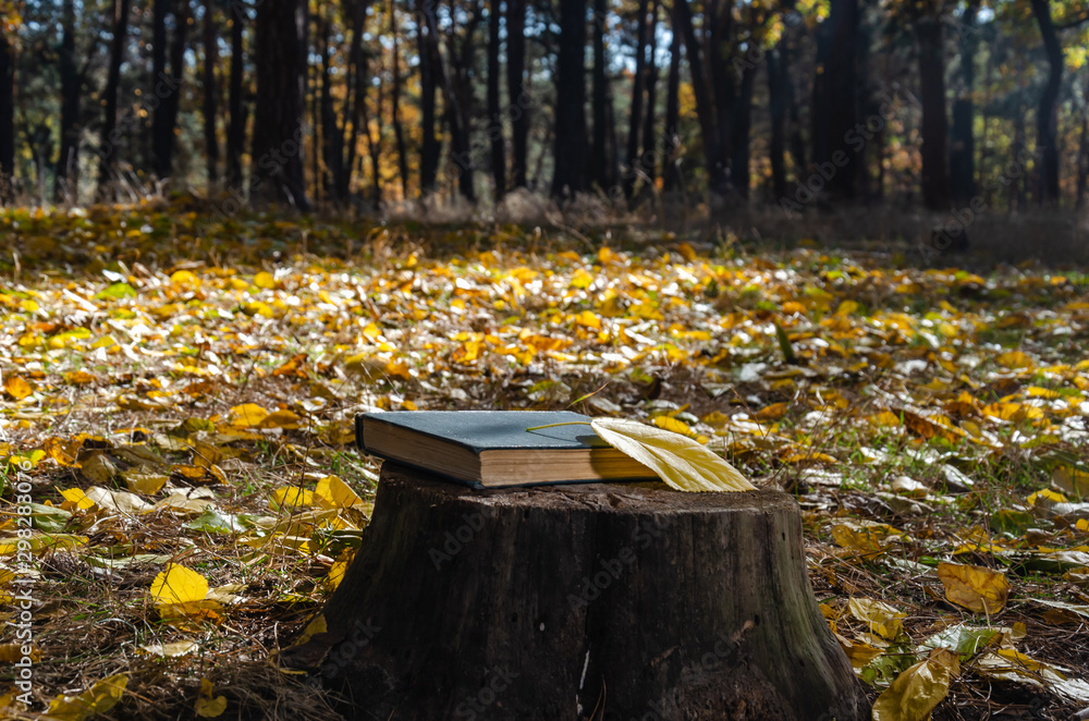 Book and yellow fallen leaf on a stump in the autumn forest or park. Weekend in the park in a sunny october day. Closeup