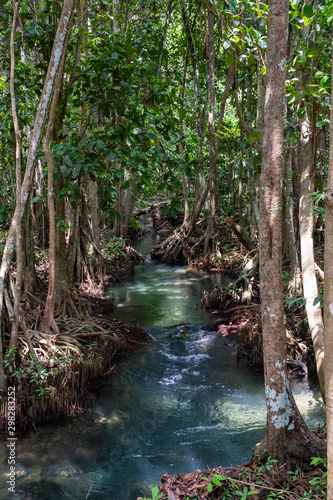 Mangrove forest in Krabi province of Thailand