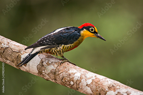 Yellow fronted Woodpecker photographed in Linhares, Espirito Santo. Southeast of Brazil. Atlantic Forest Biome. Picture made in 2013. photo