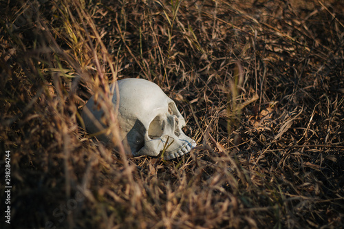 the human skull, damaged, pierced, lies on the ground in dry, autumn grass. Halloween, Dead, Undead.