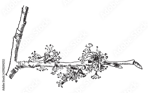 White Elm Flowers vintage illustration.