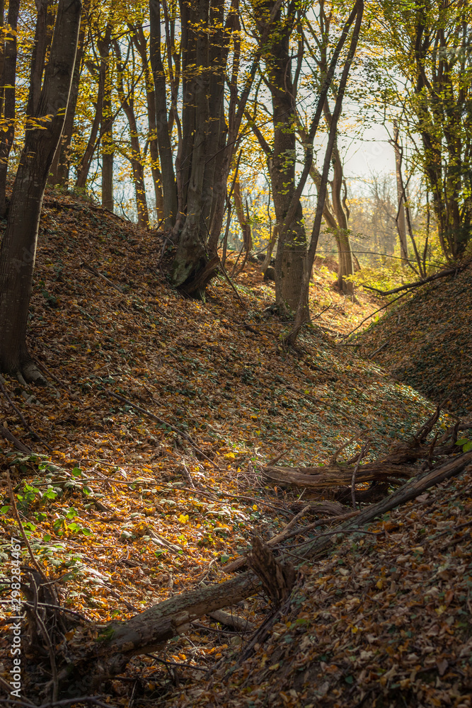 forest forest