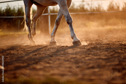  horse foot hoof run  outdoor photo