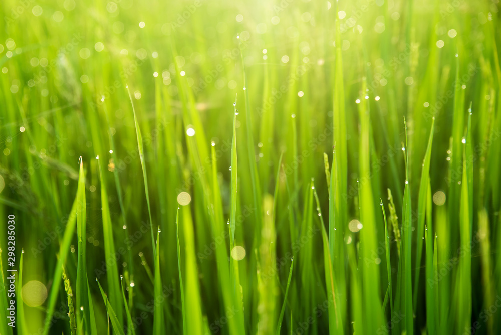 Blur Paddy rice field with sun light in the morning background Blur Paddy rice field with sun light in the morning background