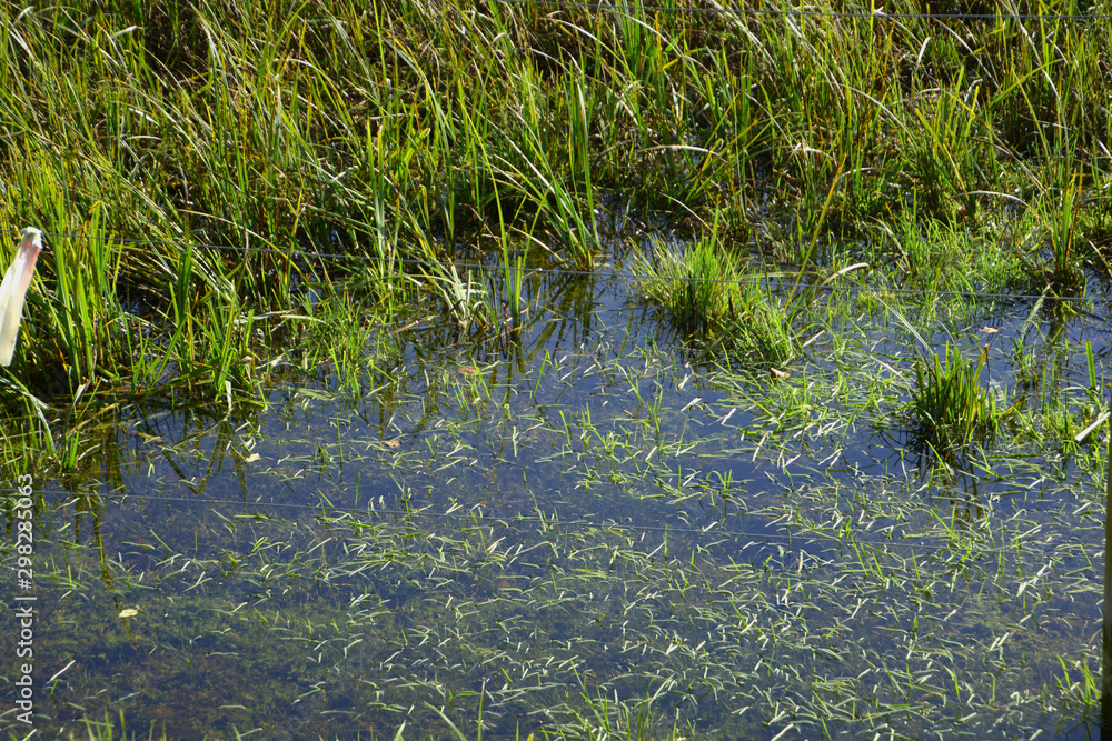 puddle in a meadow after heavy rain in october, green meadow with deep water puddle in autumn sun puddle in a meadow after heavy rain in october, green meadow with deep water puddle in autumn sun