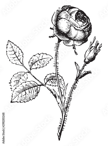 Rose vintage illustration.