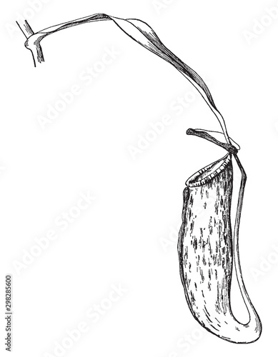 Pitcher Plant vintage illustration.
