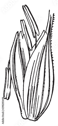Obraz na plátne Spelt floret vintage illustration.
