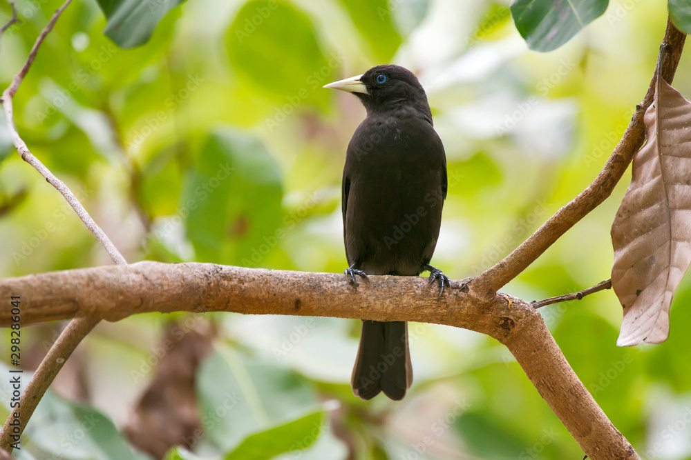 Red rumped Cacique photographed in Linhares, Espirito Santo. Southeast of Brazil. Atlantic Forest Biome. Picture made in 2013. Red rumped Cacique photographed in Linhares, Espirito Santo. Southeast of Brazil. Atlantic Forest Biome. Picture made in 2013.