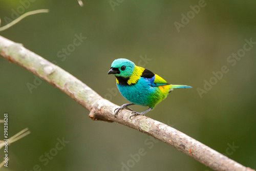 Green headed Tanager photographed in Linhares, Espirito Santo. Southeast of Brazil. Atlantic Forest Biome. Picture made in 2013. © Leonardo