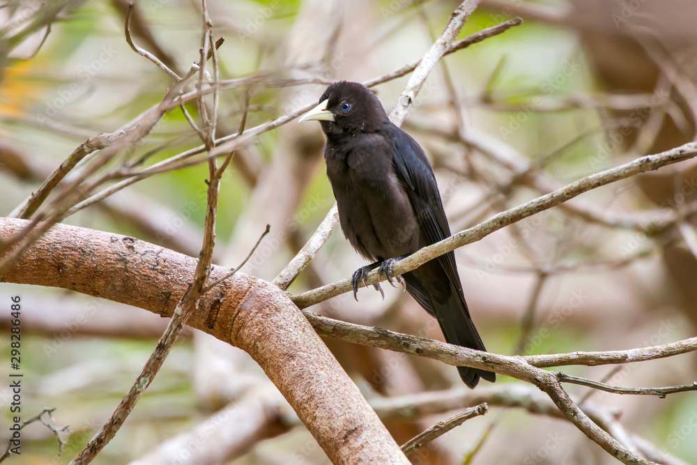Red rumped Cacique photographed in Linhares, Espirito Santo. Southeast of Brazil. Atlantic Forest Biome. Picture made in 2013. Red rumped Cacique photographed in Linhares, Espirito Santo. Southeast of Brazil. Atlantic Forest Biome. Picture made in 2013.