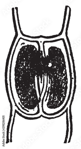 Sachs vintage illustration.