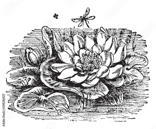 White Water Lily vintage illustration.