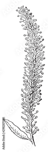 White Willow vintage illustration.