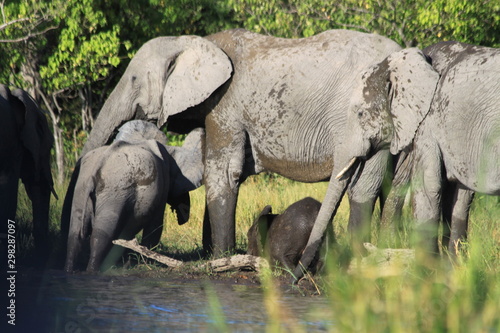 Troupeau d   l  phants traversant la rivi  re