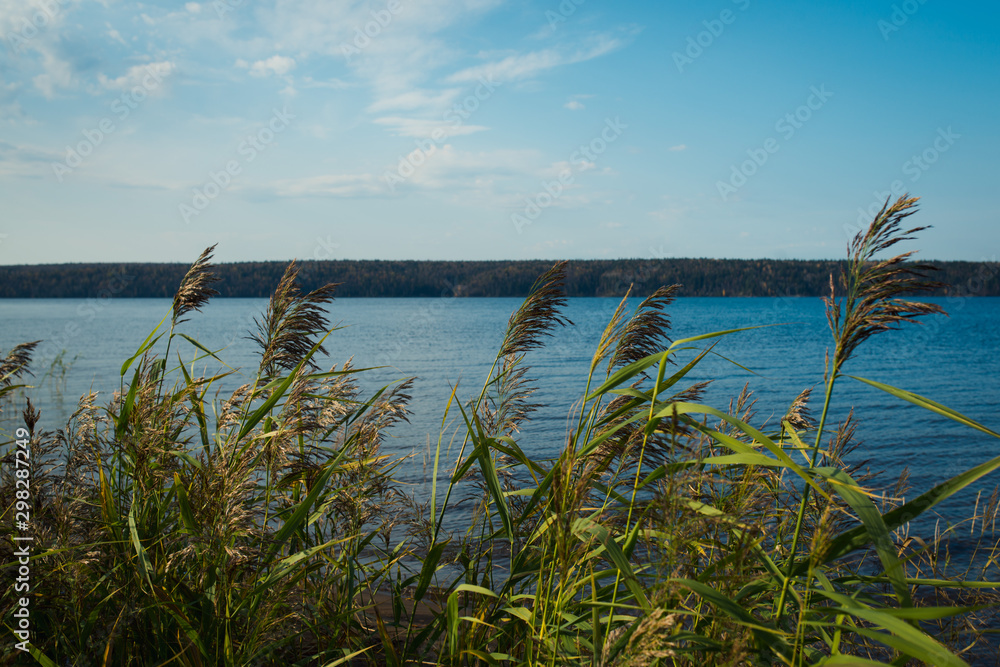 summer landscape - grass on the wind and blu water in the river