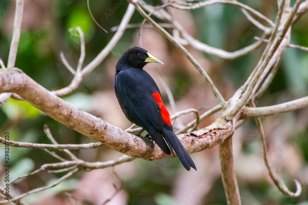 Red rumped Cacique photographed in Linhares, Espirito Santo. Southeast of Brazil. Atlantic Forest Biome. Picture made in 2013.