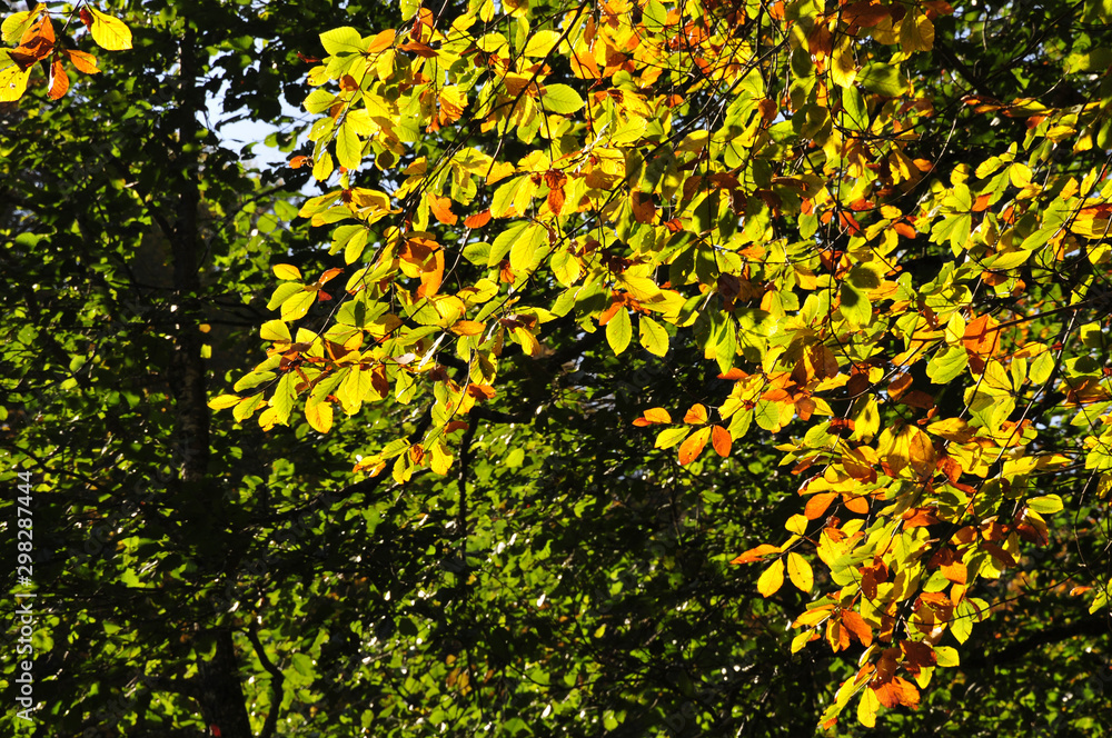 Fototapeta premium yellow flowers in the garden