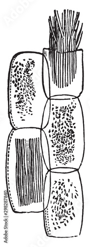 Rhubarb-plant vintage illustration.