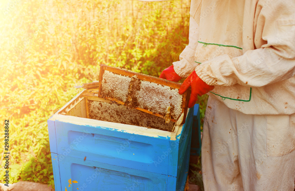The beekeeper holds a honey cell with bees in his hands. Apiculture. Apiary. Frames of a beehive. collects honey. A bee smoker is used to calm the bees before removing the frame. The beekeeper holds a honey cell with bees in his hands. Apiculture. Apiary. Frames of a beehive. collects honey. A bee smoker is used to calm the bees before removing the frame.