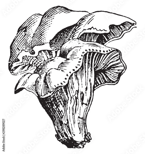 Mushroom vintage illustration.
