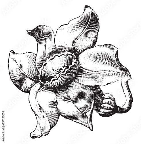 Narcissus vintage illustration.