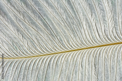 abstract background with white feather texture, close up feather