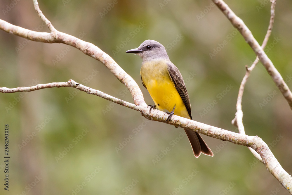 Tropical Kingbird photographed in Linhares, Espirito Santo. Southeast of Brazil. Atlantic Forest Biome. Picture made in 2013.