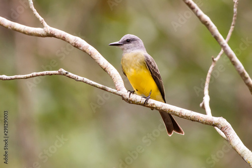 Tropical Kingbird photographed in Linhares, Espirito Santo. Southeast of Brazil. Atlantic Forest Biome. Picture made in 2013.