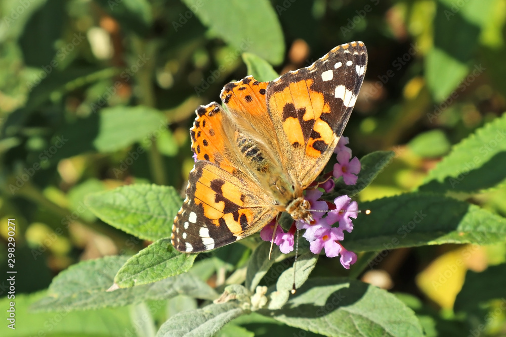 Butterfly on the flower in autumn time Butterfly on the flower in autumn time