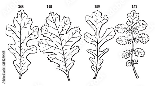 Pinnately Leaves vintage illustration.