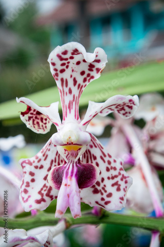 Bulan Orchid or Puspa Pesona is one of Indonesia's national flowers photo