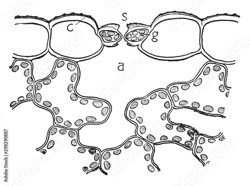 Stoma vintage illustration.