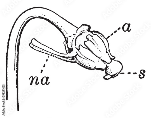 Viola Tricolor vintage illustration.